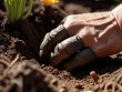 Guide on how to start a vegetable garden.